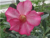 64689c6c-Picture 001.jpg